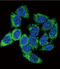 Aryl Hydrocarbon Receptor antibody, LS-C156174, Lifespan Biosciences, Immunofluorescence image 