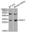 Siah E3 Ubiquitin Protein Ligase 1 antibody, LS-C747589, Lifespan Biosciences, Western Blot image 