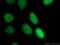 Acidic Nuclear Phosphoprotein 32 Family Member A antibody, 15810-1-AP, Proteintech Group, Immunofluorescence image 