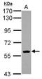 EBF Transcription Factor 1 antibody, NBP2-14937, Novus Biologicals, Western Blot image 