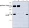 High Mobility Group Box 2 antibody, ab67282, Abcam, Immunoprecipitation image 