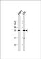 H1 Histone Family Member X antibody, PA5-48626, Invitrogen Antibodies, Western Blot image 