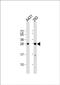 H1 Histone Family Member X antibody, PA5-48626, Invitrogen Antibodies, Western Blot image 