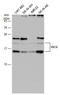 Iron-Sulfur Cluster Assembly Enzyme antibody, GTX115709, GeneTex, Western Blot image 