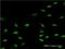 Small Nuclear RNA Activating Complex Polypeptide 4 antibody, H00006621-M09, Novus Biologicals, Immunofluorescence image 