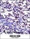 Osteoprotegerin antibody, 57-236, ProSci, Immunohistochemistry frozen image 