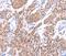 Syntaxin Binding Protein 2 antibody, PA5-50281, Invitrogen Antibodies, Immunohistochemistry paraffin image 