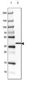 Galactose Mutarotase antibody, PA5-57285, Invitrogen Antibodies, Western Blot image 
