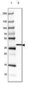 Galactose Mutarotase antibody, PA5-57285, Invitrogen Antibodies, Western Blot image 