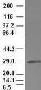 Hematopoietically Expressed Homeobox antibody, GTX84372, GeneTex, Western Blot image 