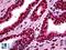 Myocyte Enhancer Factor 2A antibody, LS-B5466, Lifespan Biosciences, Immunohistochemistry paraffin image 