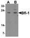 BCL2 Related Protein A1 antibody, PA5-20269, Invitrogen Antibodies, Western Blot image 