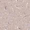 TMEM235 antibody, HPA053939, Atlas Antibodies, Immunohistochemistry frozen image 