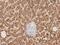 ES Cell Expressed Ras antibody, NBP2-66822, Novus Biologicals, Immunohistochemistry paraffin image 