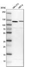 RNA Binding Motif Protein 12 antibody, PA5-60440, Invitrogen Antibodies, Western Blot image 