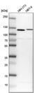 RNA Binding Motif Protein 12 antibody, PA5-60440, Invitrogen Antibodies, Western Blot image 