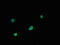 Farnesyltransferase, CAAX Box, Beta antibody, A62606-100, Epigentek, Immunofluorescence image 