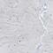 Phospholipase D Family Member 3 antibody, PA5-52985, Invitrogen Antibodies, Immunohistochemistry paraffin image 