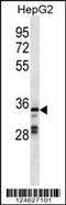 G Protein-Coupled Receptor 146 antibody, 59-678, ProSci, Western Blot image 