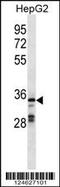 Probable G-protein coupled receptor 146 antibody, 59-678, ProSci, Western Blot image 