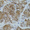 Claudin 3 antibody, 18-879, ProSci, Immunohistochemistry paraffin image 