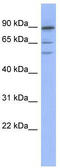 Tripartite Motif Containing 50 antibody, TA345608, Origene, Western Blot image 