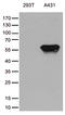 Tripartite Motif Containing 29 antibody, TA812273, Origene, Western Blot image 
