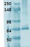 Solute Carrier Family 5 Member 5 antibody, orb67478, Biorbyt, Western Blot image 