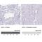 ESX Homeobox 1 antibody, NBP2-13973, Novus Biologicals, Immunohistochemistry paraffin image 