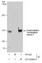 Transcription Termination Factor 1 antibody, GTX129804, GeneTex, Immunoprecipitation image 