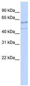 p53 antibody, TA329140, Origene, Western Blot image 