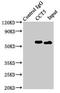 Chaperonin Containing TCP1 Subunit 5 antibody, LS-C675475, Lifespan Biosciences, Immunoprecipitation image 