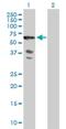 Schwannomin-interacting protein 1 antibody, H00029970-B01P, Novus Biologicals, Western Blot image 