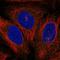 Protein Kinase C Theta antibody, HPA073098, Atlas Antibodies, Immunofluorescence image 