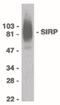 Signal Regulatory Protein Alpha antibody, PA5-19869, Invitrogen Antibodies, Western Blot image 