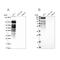 Perilipin 4 antibody, PA5-62997, Invitrogen Antibodies, Western Blot image 