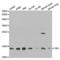 Frataxin antibody, abx001453, Abbexa, Western Blot image 