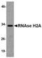 Ribonuclease H2 Subunit A antibody, NBP1-76981, Novus Biologicals, Western Blot image 