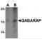 GABA Type A Receptor-Associated Protein antibody, MBS153468, MyBioSource, Western Blot image 
