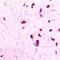 Histone deacetylase complex subunit SAP18 antibody, orb412276, Biorbyt, Immunohistochemistry paraffin image 