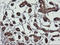 Gamma-Butyrobetaine Hydroxylase 1 antibody, LS-C787841, Lifespan Biosciences, Immunohistochemistry frozen image 