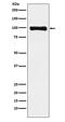 Piwi Like RNA-Mediated Gene Silencing 1 antibody, M03159-1, Boster Biological Technology, Western Blot image 