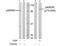 Ribosomal Protein S6 Kinase A1 antibody, AP02397PU-S, Origene, Western Blot image 