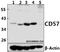 Beta-1,3-Glucuronyltransferase 1 antibody, M09548-2, Boster Biological Technology, Western Blot image 