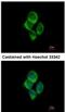 Solute Carrier Family 22 Member 18 Antisense antibody, NBP2-15120, Novus Biologicals, Immunofluorescence image 