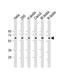 Solute carrier family 2, facilitated glucose transporter member 8 antibody, M06641, Boster Biological Technology, Western Blot image 