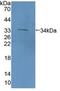 Protocadherin Related 15 antibody, abx131676, Abbexa, Western Blot image 