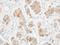 Dynein Light Chain LC8-Type 1 antibody, NBP1-31041, Novus Biologicals, Immunohistochemistry paraffin image 