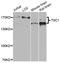 TSC Complex Subunit 1 antibody, A00365-1, Boster Biological Technology, Western Blot image 