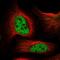 Integrator Complex Subunit 9 antibody, PA5-65677, Invitrogen Antibodies, Immunofluorescence image 